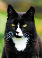 katten ansichtkaarten - set met 7 katten kaarten (nr. 89)