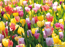 Lente ansichtkaarten - set met 15 lente kaarten (nr. 90)