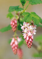 Lente ansichtkaarten - set met 15 lente kaarten (nr. 90)