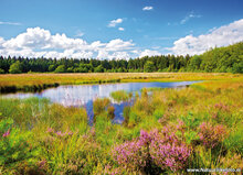 Nederland ansichtkaarten - set met 12 landschap kaarten (nr. 91)