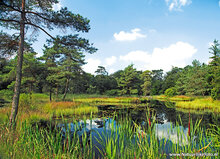 Nederland ansichtkaarten - set met 12 landschap kaarten (nr. 91)