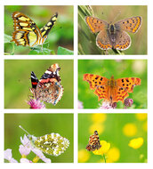Vlinder ansichtkaarten- set met 6 vlinder kaarten (nr. 70)