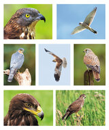 Roofvogel ansichtkaarten - set met 7 kaarten van roofvogels (nr. 71)