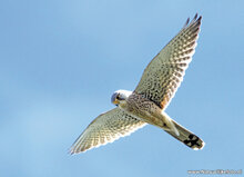 Roofvogel ansichtkaarten - set met 7 kaarten van roofvogels (nr. 71)