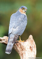 Roofvogel ansichtkaarten - set met 7 kaarten van roofvogels (nr. 71)