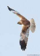 Roofvogel ansichtkaarten - set met 7 kaarten van roofvogels (nr. 71)
