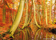 Herfst kaarten - set met 11 herfstkaarten (nr. 34)