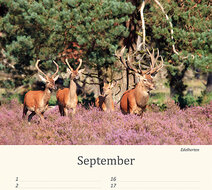 Verjaardagskalender dieren