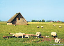 Texel ansichtkaarten - set met 16 Texelse kaarten (nr. 94)