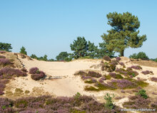 Fotografie workshop Appelscha