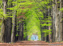 Fotografie workshop Fochteloërveen