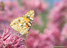 Fotografie workshop Leek / Westerkwartier
