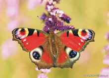 Natuur ansichtkaarten set - ideaal voor Postcrossing - set met 9 natuur kaarten (nr. 133)