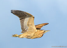 Natuur ansichtkaarten set - ideaal voor Postcrossing - set met 8 natuur kaarten (nr. 134)