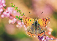 Natuur ansichtkaarten set - ideaal voor Postcrossing - set met 8 natuur kaarten (nr. 134)