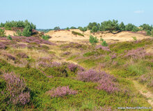 Natuur ansichtkaarten set - ideaal voor Postcrossing - set met 8 natuur kaarten (nr. 134)