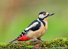 Fotografie workshop Drenthe | Fotografie cursus Drenthe