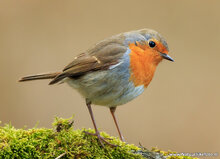 Fotografie workshop Drenthe | Fotografie cursus Drenthe