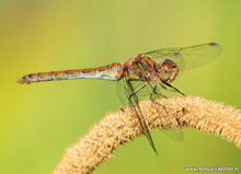 Fotografie workshop Appelscha | Fotografie cursus Appelscha