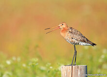 Fotografie workshop Eernewoude | Fotografie cursus Eernewoude