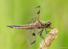 Fotografie workshop Eernewoude | Fotografie cursus Eernewoude