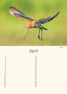 Verjaardagskalender vogels