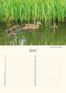 Verjaardagskalender vogels
