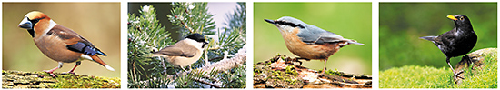 Ansichtkaarten bosvogels, bosvogel kaarten