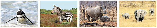 ansichtkaarten dieren in Afrika, Afrikaanse dieren, wilde dieren