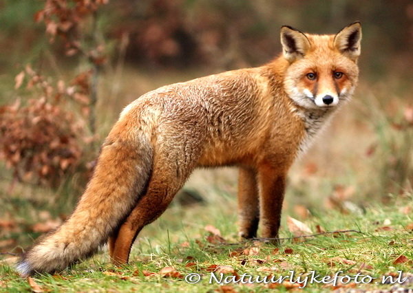 Vos kaart - Prachtige ansichtkaart van een vos