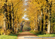 ansichtkaart herfstlaan (0546) ansichtkaart herfstlaan (0546)