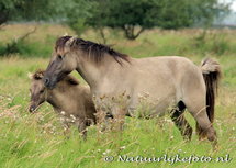 Ansichtkaart Konik paarden (0005) Ansichtkaart Konik paarden (0005)