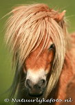 ansichtkaart paard (0033) ansichtkaart paard (0033)