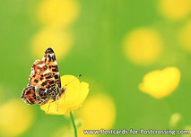 ansichtkaart vlinder het Landkaartje (0391) ansichtkaart vlinder het Landkaartje (0391)