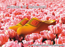ansichtkaart klompen in roze tulpenveld (0243) ansichtkaart klompen in roze tulpenveld (0243)