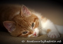 ansichtkaart poes (0092) ansichtkaart poes (0092)