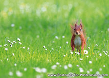 ansichtkaart eekhoorn in het gras (0407) ansichtkaart eekhoorn in het gras (0407)