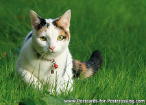 ansichtkaart kat met kattenbelletje (0554) ansichtkaart kat met kattenbelletje (0554)