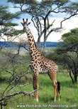 ansichtkaart Masai Giraffe (AF002) ansichtkaart Masai Giraffe (AF002)