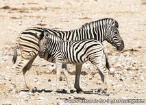 ansichtkaart Burchell’s zebra (AF012) ansichtkaart Burchell’s zebra (AF012)