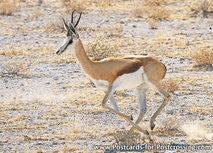 ansichtkaart springbok (AF011) ansichtkaart springbok (AF011)