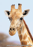 ansichtkaart Angola Giraffe (AF006) ansichtkaart Angola Giraffe (AF006)