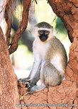 ansichtkaart groene meerkat (AF021) ansichtkaart groene meerkat (AF021)