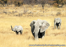 ansichtkaart Afrikaanse olifant (AF015) ansichtkaart Afrikaanse olifant (AF015)