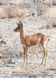 ansichtkaart steenbok antilope (AF027) ansichtkaart steenbok antilope (AF027)
