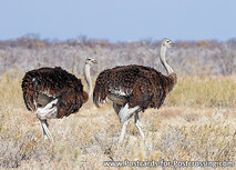 ansichtkaart struisvogels (AF016) ansichtkaart struisvogels (AF016)
