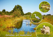 ansichtkaart Groeten uit Nederland 005 ansichtkaart Groeten uit Nederland 005