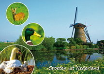 ansichtkaart Groeten uit Nederland 003 ansichtkaart Groeten uit Nederland 003