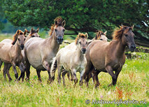 ansichtkaart Konikpaarden (0004) ansichtkaart Konikpaarden (0004)
