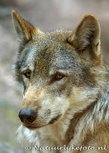 ansichtkaart wolf (0018) ansichtkaart wolf (0018)